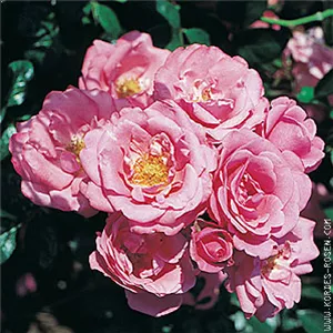 Rosa 'Bella Rosa' -R- BT III