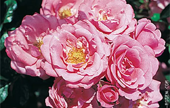 Rosa 'Bella Rosa'® Rosa 'Bella Rosa'®