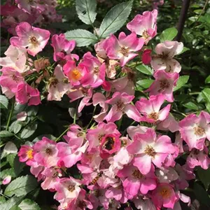 Rosa 'Ballerina' BDR III