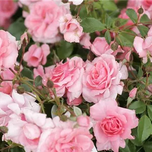 Rosa 'Bad Birnbach' -R- BT III