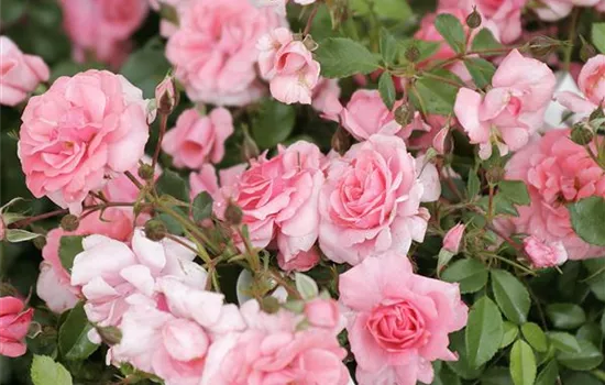 Rosa 'Bad Birnbach'® Rosa 'Bad Birnbach'®