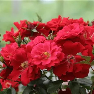 Rosa 'Austriana' -R- BDR III