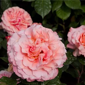 Rosa 'Augusta Luise'®