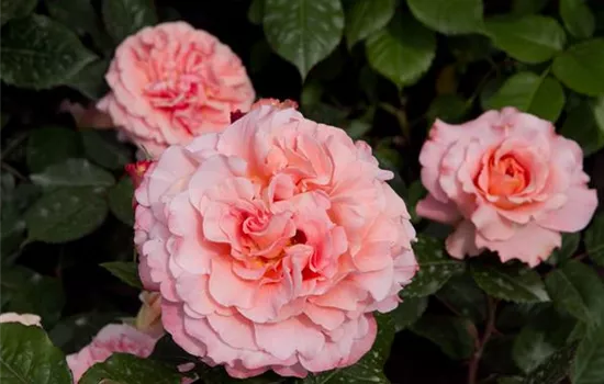 Rosa 'Augusta Luise'®