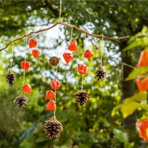 A autumnal wind chime made from Physalis and pine cones. A autumnal wind chime made from Physalis and pine cones.