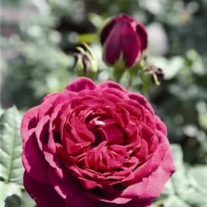 Rosa 'Astrid Gräfin von Hardenberg'®