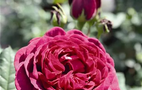 Rosa 'Astrid Gräfin von Hardenberg'® Rosa 'Astrid Gräfin von Hardenberg'®