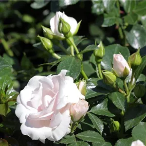 Rosa 'Aspirin-Rose' -R- BDR III