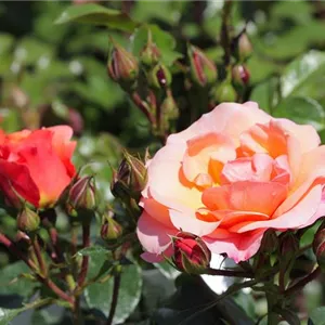Rosa 'Aprikola' -R- BT III