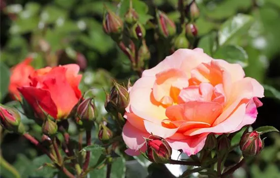 Rosa 'Aprikola'® Rosa 'Aprikola'®