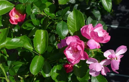 Rosa 'Angela'® Rosa 'Angela'®