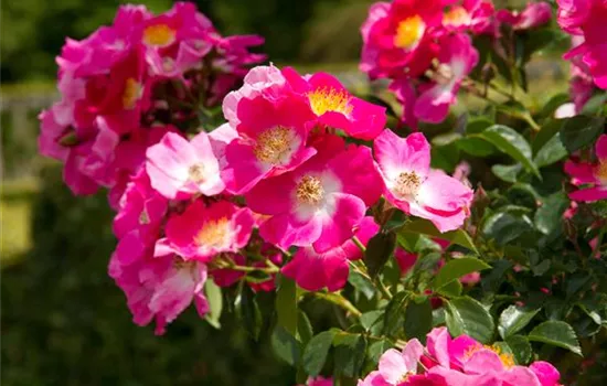 Rosa 'American Pillar' KL VI