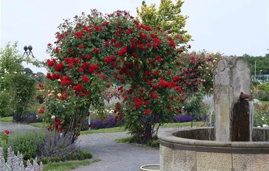 Rosa 'Amadeus'® Rosa 'Amadeus'®