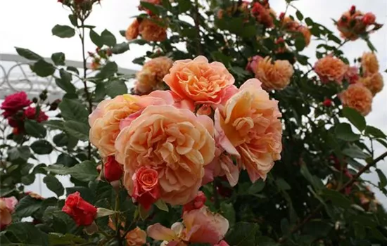 Rosa 'Aloha'® Rosa 'Aloha'®