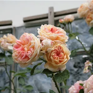 Rosa 'Alchymist' Rosa 'Alchymist'