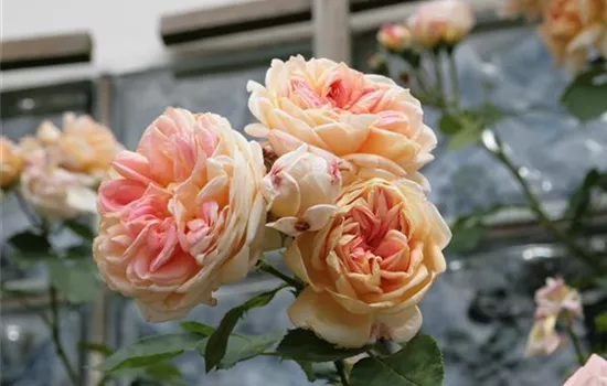 Rosa 'Alchymist' Rosa 'Alchymist'