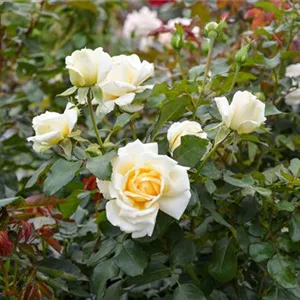 Rosa 'Ambiente'®