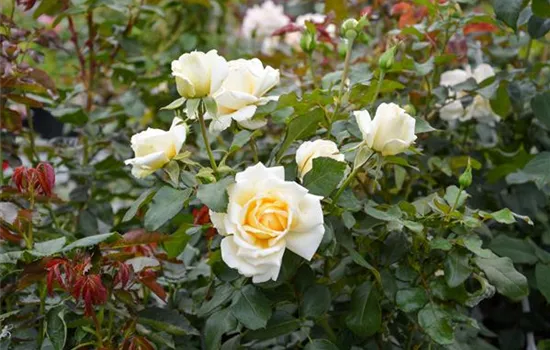 Rosa 'Ambiente'®