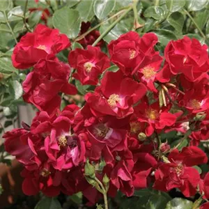 Rosa 'Alcantara' -R- BDR
