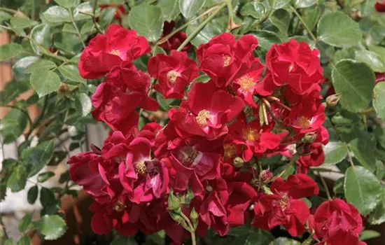 Rosa 'Alcantara'® Rosa 'Alcantara'®