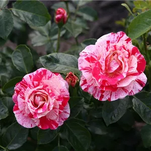 Rosa 'Airbrush' -R- BT III