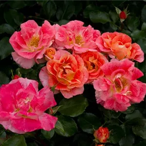 Rosa 'Abracadabra' -R- BT IV