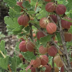 Ribes uva-crispa 'Hinnonmäki rot' CAC II