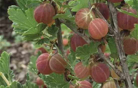 Ribes uva-crispa 'Hinnonmäki rot' CAC II