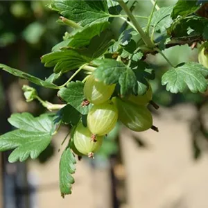 Ribes uva-crispa 'Hinnonmäki gelb' CAC II