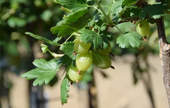 Ribes uva-crispa 'Hinnonmäki gelb' CAC II