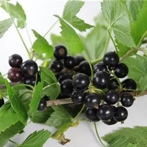 Ribes nigrum 'Bona'(s)