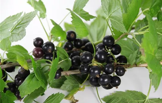 Ribes nigrum 'Bona' -S- CAC