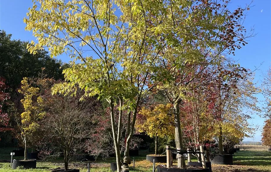 Celtis australis 300-400 x 500-600 (4).JPG