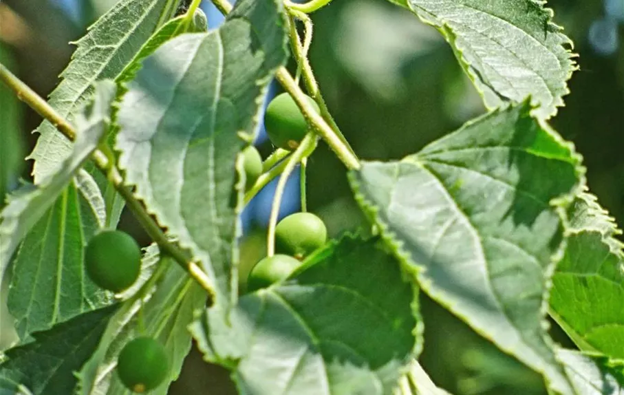 Celtis australis Detail (4).JPG