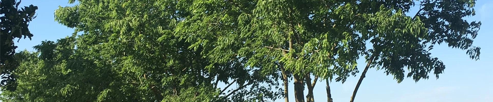 Celtis australis freigewachsene Solitäre (5).JPG Celtis australis freigewachsene Solitäre (5).JPG