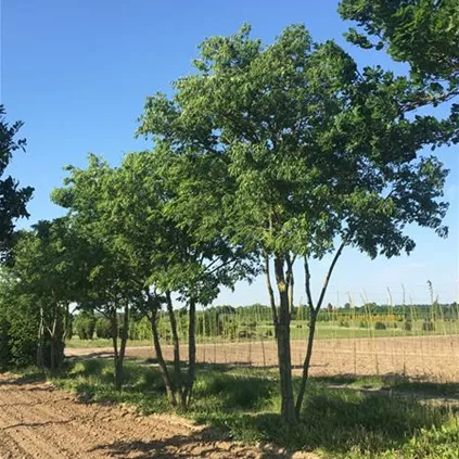 Celtis australis freigewachsene Solitäre (5).JPG