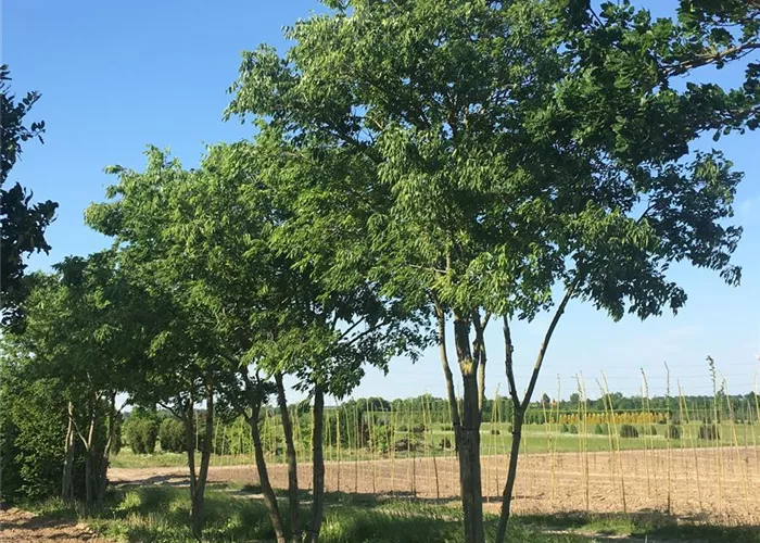 Pflanze des Monats August 2025: Südlicher Zürgelbaum (Celtis australis) 