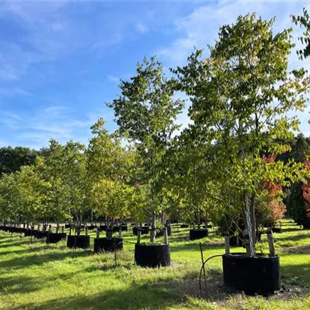 Celtis australis mehrst. 200-300 x 400-500; GWa3F17 (11).JPG