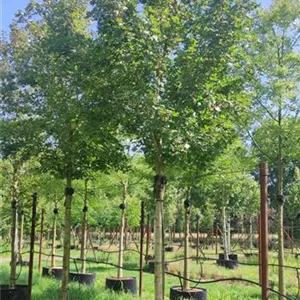 Acer campestre 'Huibers Elegant' Acer campestre 'Huibers Elegant'