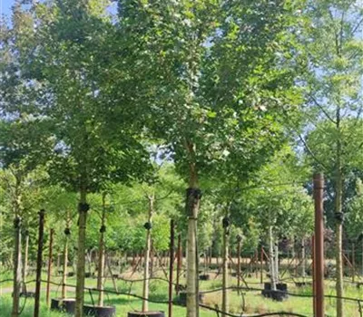 Acer campestre 'Huibers Elegant' Acer campestre 'Huibers Elegant'