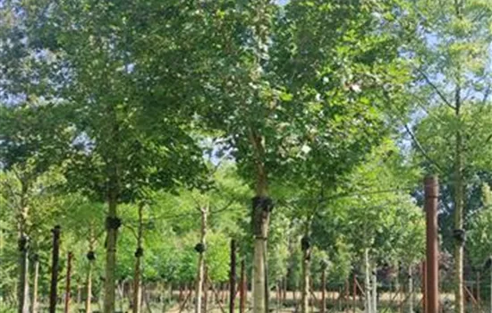 Acer campestre 'Huibers Elegant' Acer campestre 'Huibers Elegant'