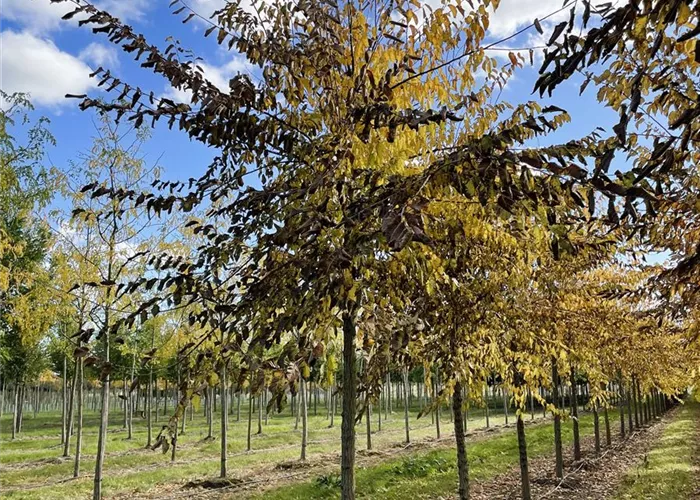 Plant of the month September 2025: The Resista elm ‘Cathedral’