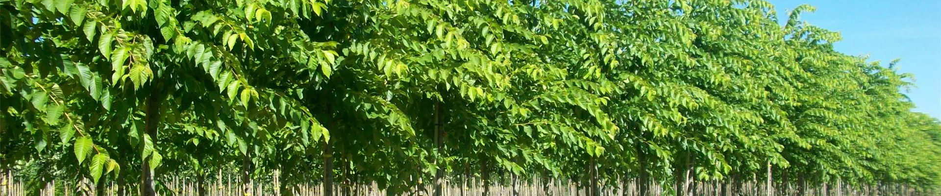 Ulmus Cathedral 16-18 (1).JPG Ulmus Cathedral 16-18 (1).JPG