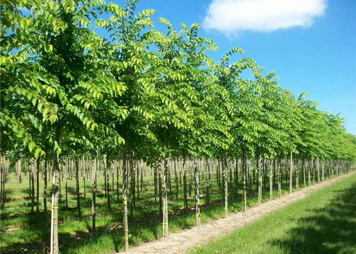  Pflanze des Monats September 2025: Resista Ulme 'Cathedral'