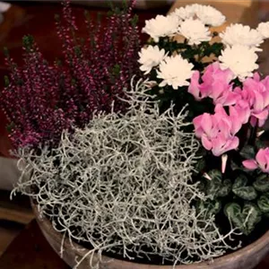 Blumenkübel – Herbstliche Bepflanzung Blumenkübel – Herbstliche Bepflanzung