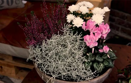 Flower Pots – Autumn Planting Flower Pots – Autumn Planting