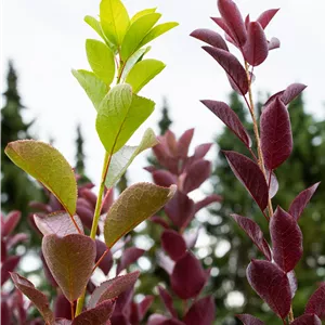 Prunus virginiana 'Shubert' Prunus virginiana 'Shubert'