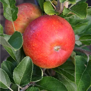 Malus domestica 'Alkmene'