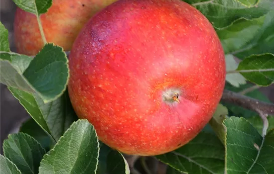 Malus domestica 'Alkmene' Malus domestica 'Alkmene'