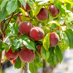 Prunus persica var. persica 'Red Haven'®